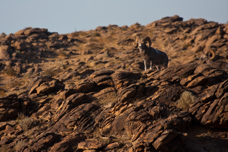 Argali